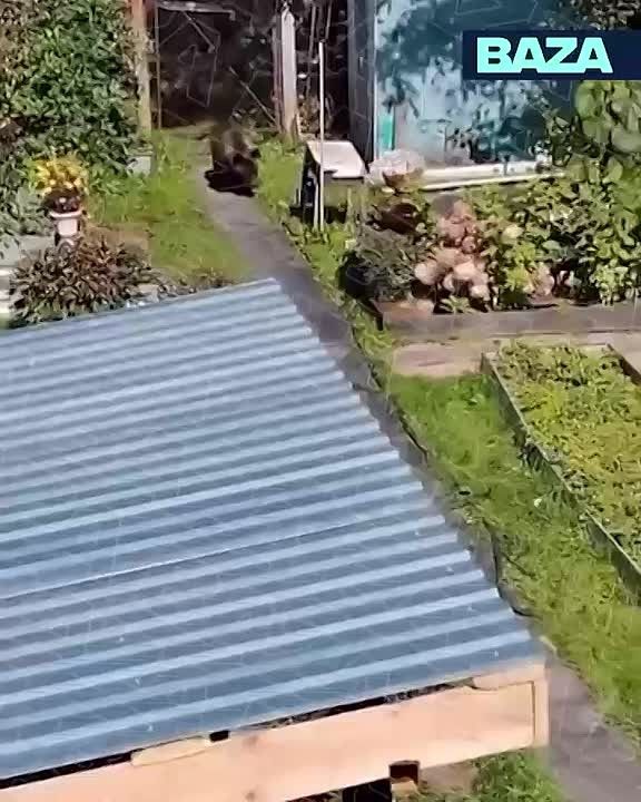 Медведи ломают заборы и нападают на скот