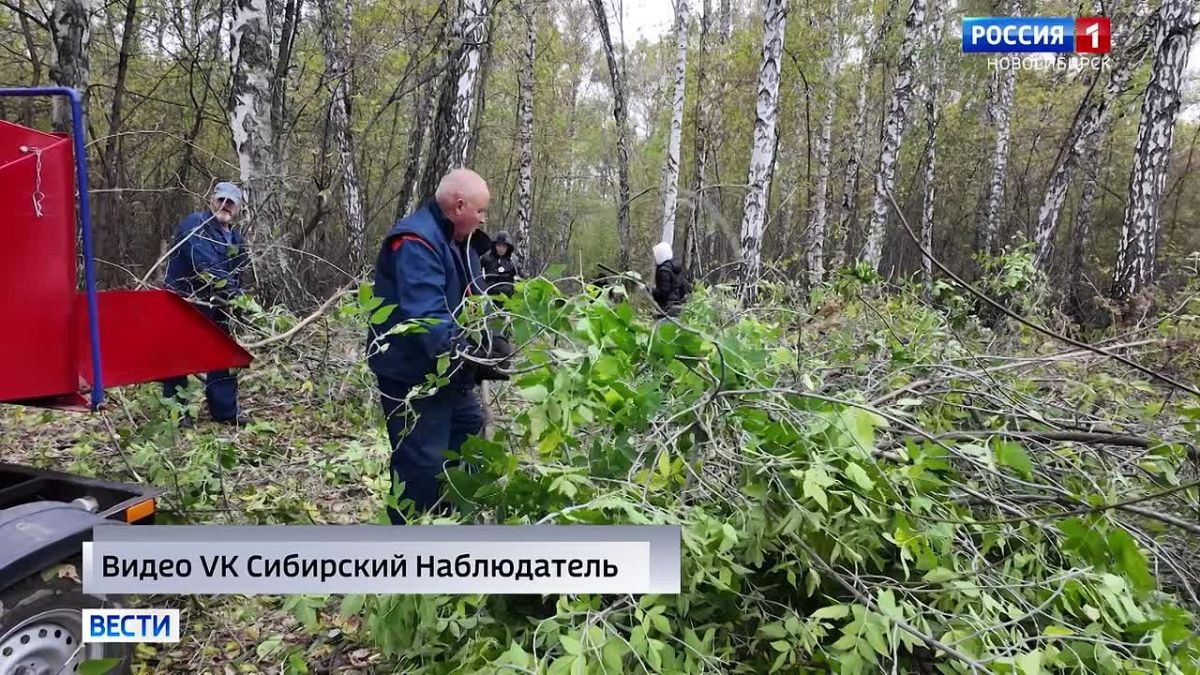 Борьба с чужаками. В этом году в России начал действовать закон, который обязывает хозяев земельных участков бороться с инвазивными растениями