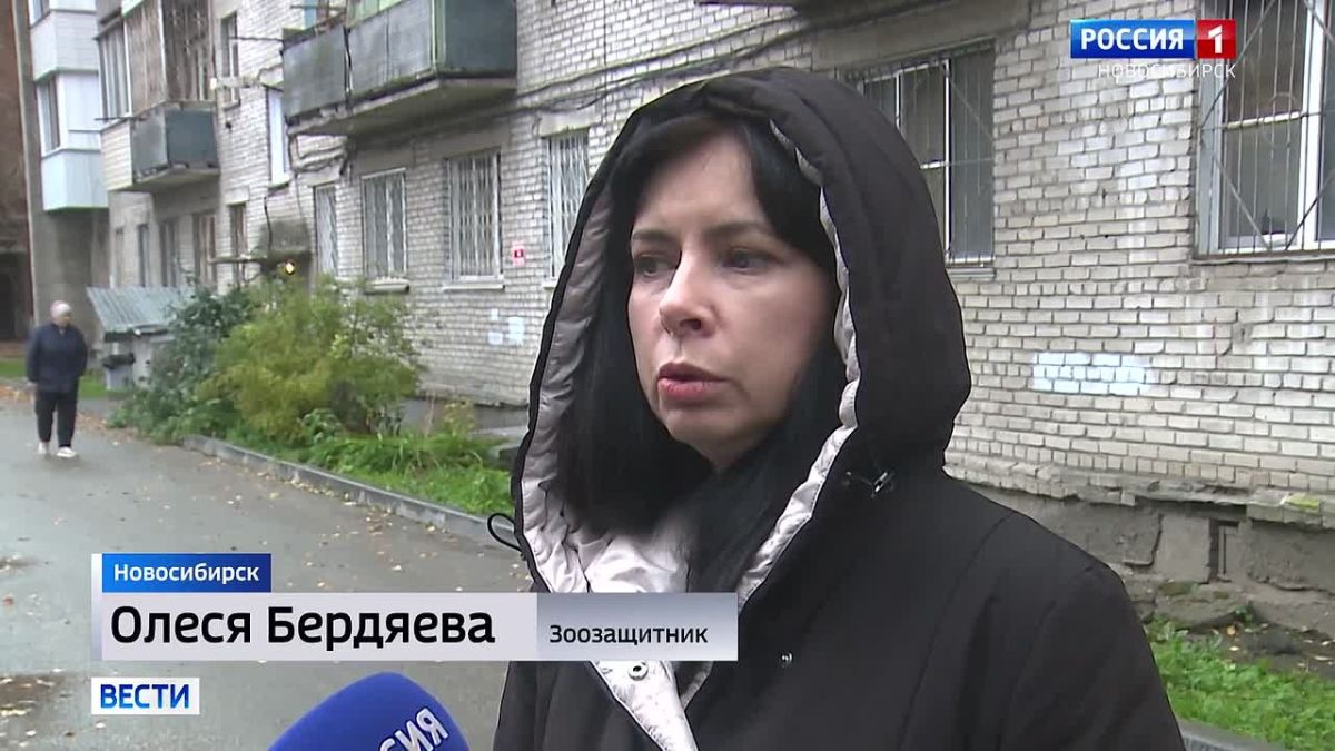 18 кошек удалось спасти. Волонтёры спасли 18 кошек из квартиры в Новосибирске, где женщина устроила импровизированный приют