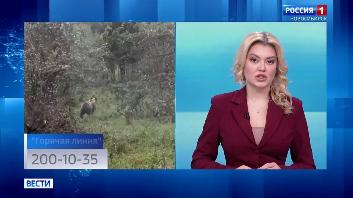 Медведи близко. Из-за выхода медведей к населённым пунктам в Новосибирской области ввели режим повышенной готовности