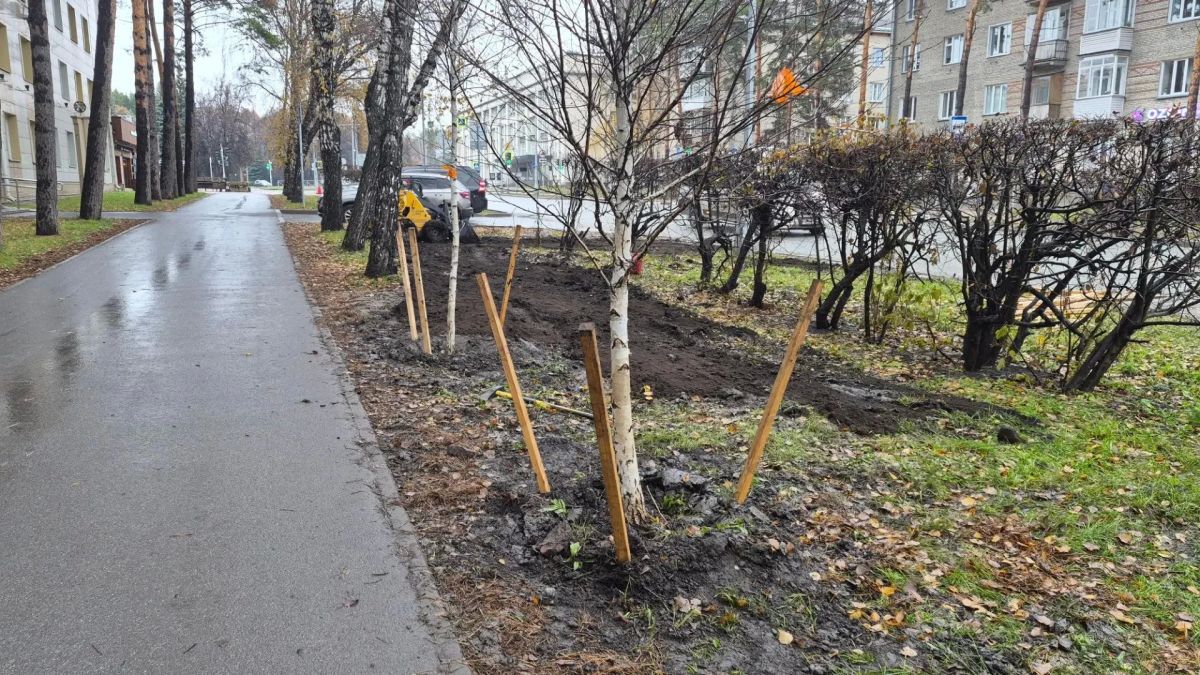 На Морском проспекте высаживают крупномерные саженцы березы На Морском проспекте высаживают крупномерные саженцы березы