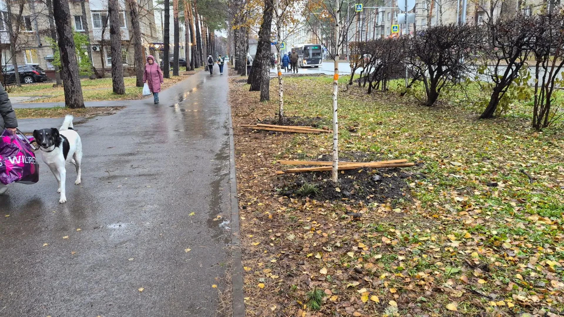 На Морском проспекте высаживают крупномерные саженцы березы