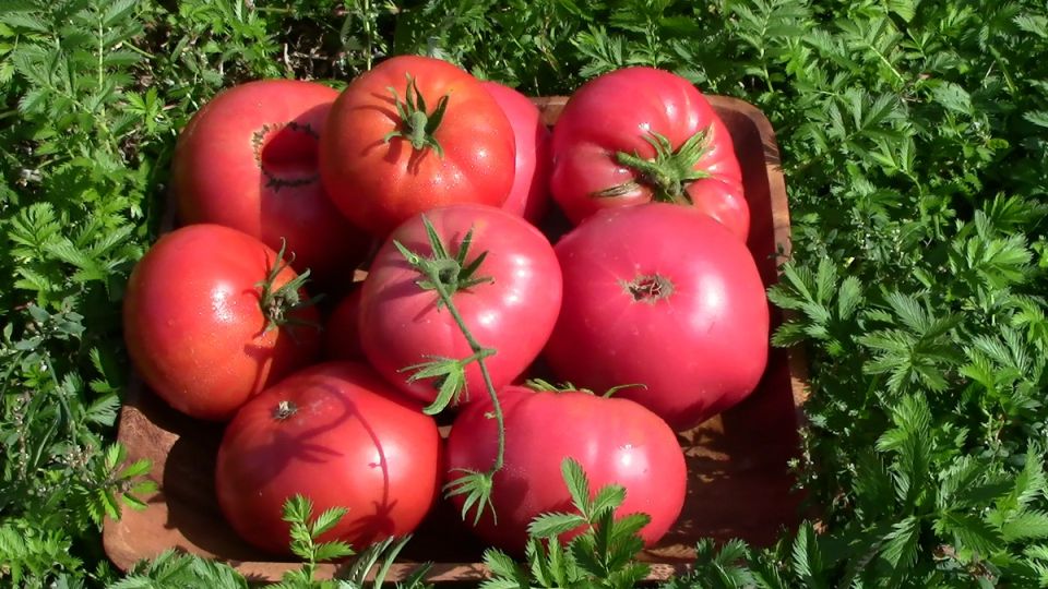 Привлекательный томат, о котором мечтала дачница