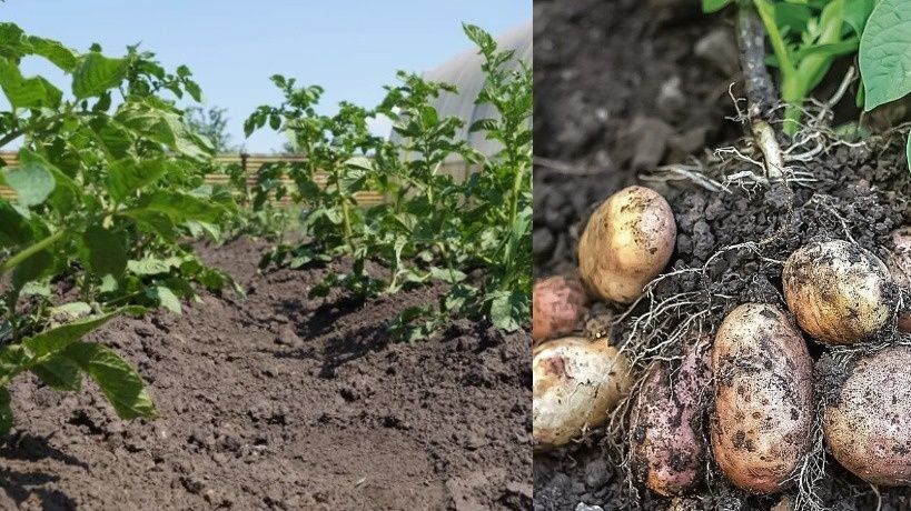 Секреты богатого урожая картофеля: как получить максимум с минимальных усилий