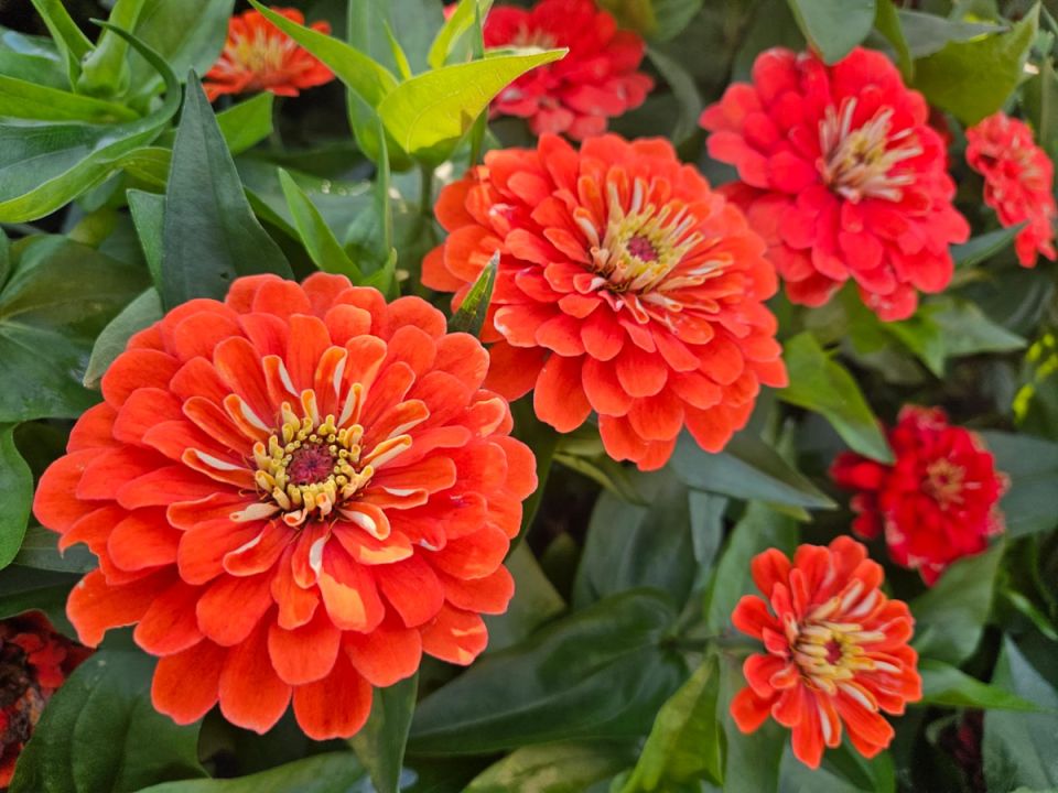 Неудачи и уроки: как опыт превращается в знания для садоводов