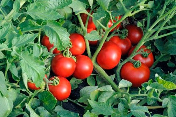 Томат Кистевой: секреты успешного урожая и уход за кустами