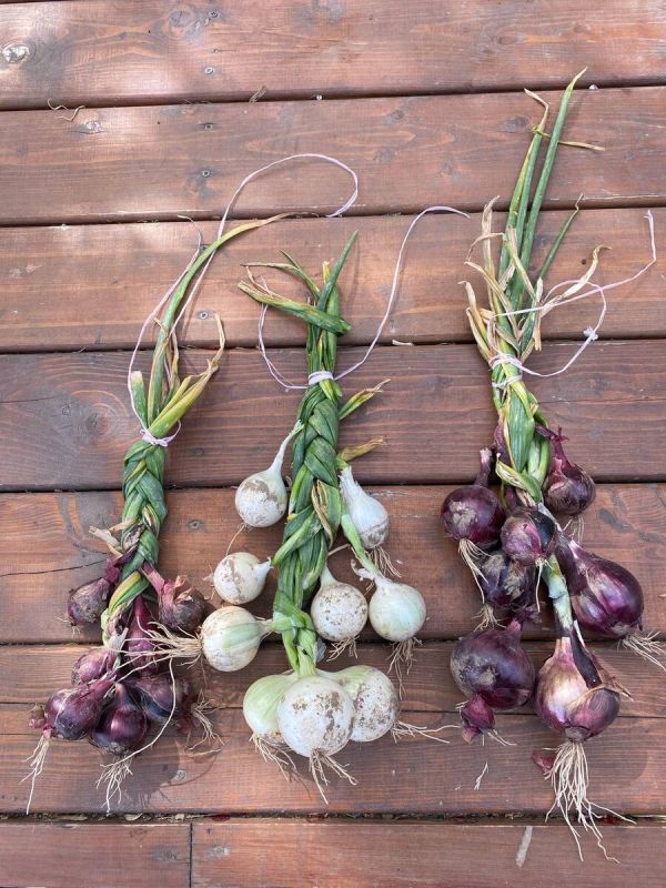 Секреты успешного хранения чеснока и лука