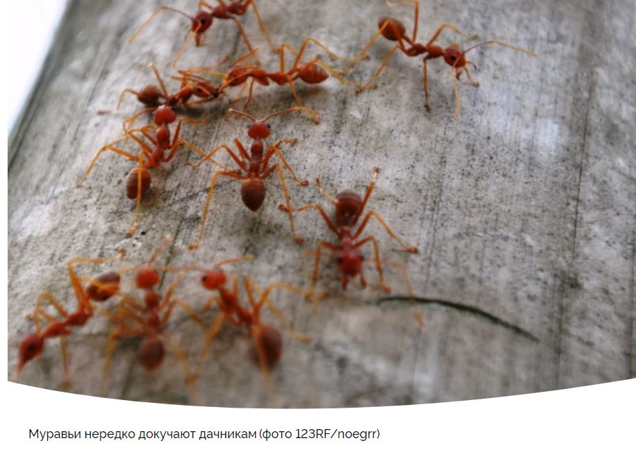 Эффективные народные методы борьбы с муравьями на даче