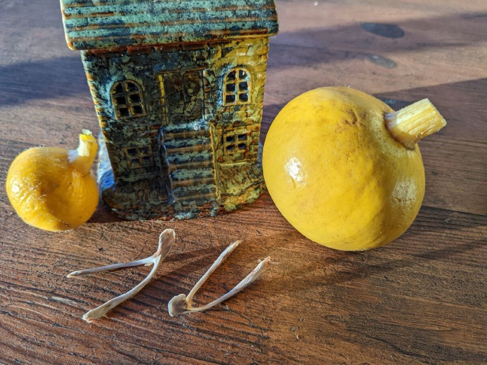 Забавные традиции: как вилочковая кость становится центром семейных игр