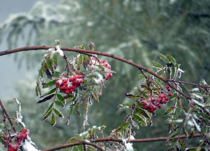 Рябина: природный защитник от инфекций и секрет молодости кожи