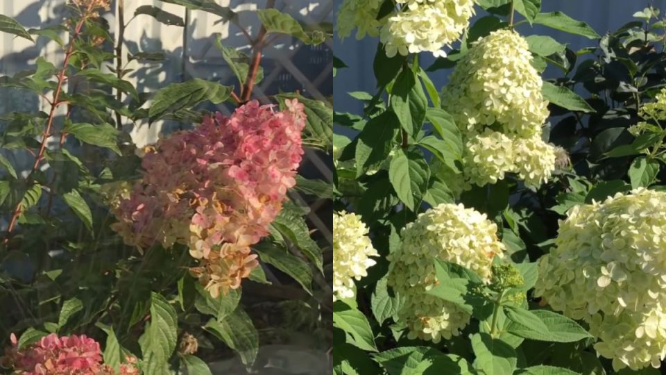 Как обрезка метельчатой гортензии в августе может изменить ваше цветение