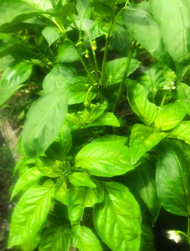 Базилик и сладкий перец: гармония в саду и вкусные зимние заготовки