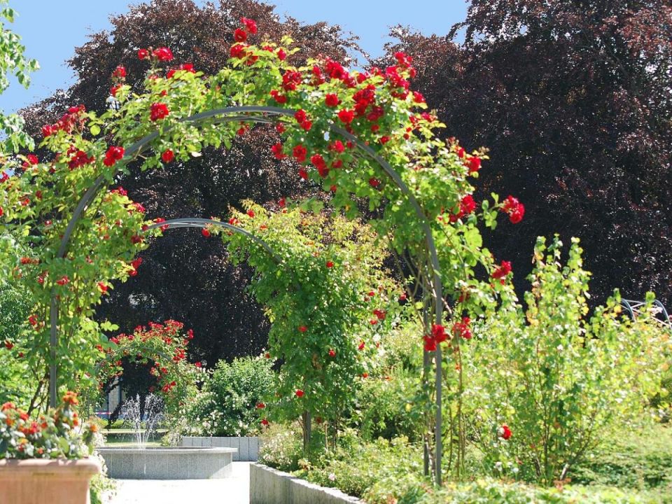 Преобразуйте свою перголу: 5 сортов роз, которые заворожат соседей