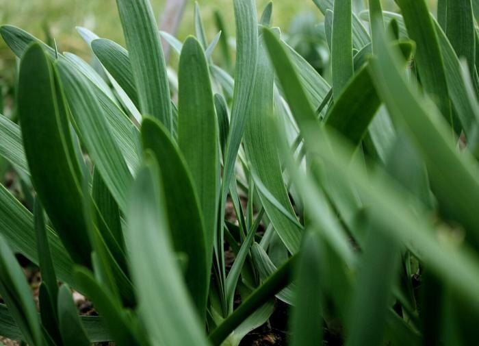 Как сохранить лук от стрелкования и добиться богатого урожая репки