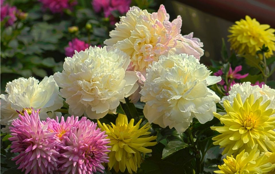 Уход за пионами в августе: секреты красивых цветов