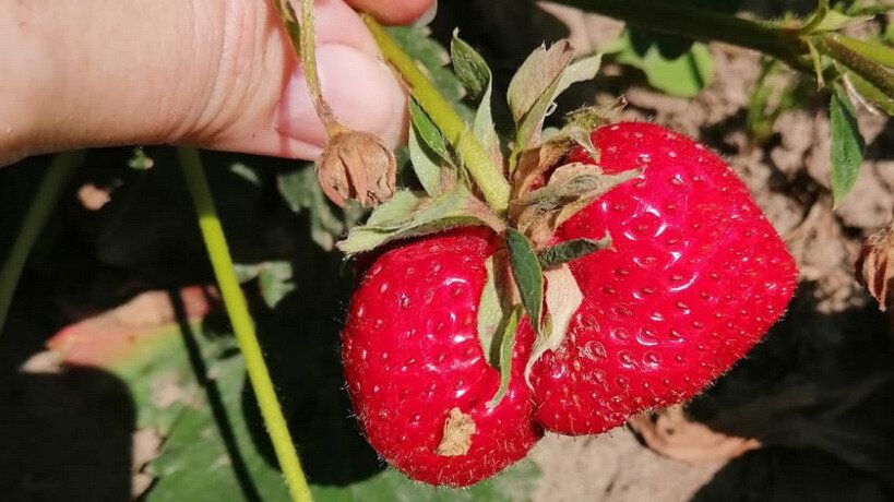 ������� ��������� ����������� ��������: 5 ������ ��� ����������