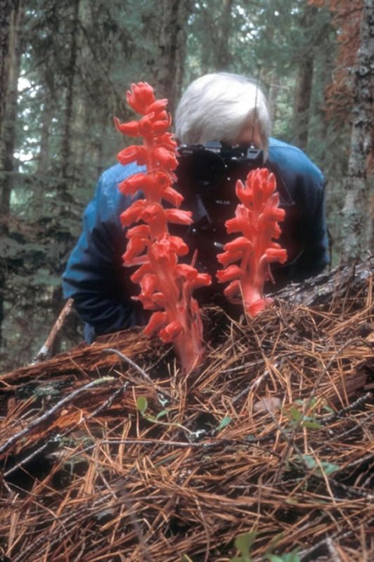 Саркодес: Необычный симбиоз, который всех удивляет