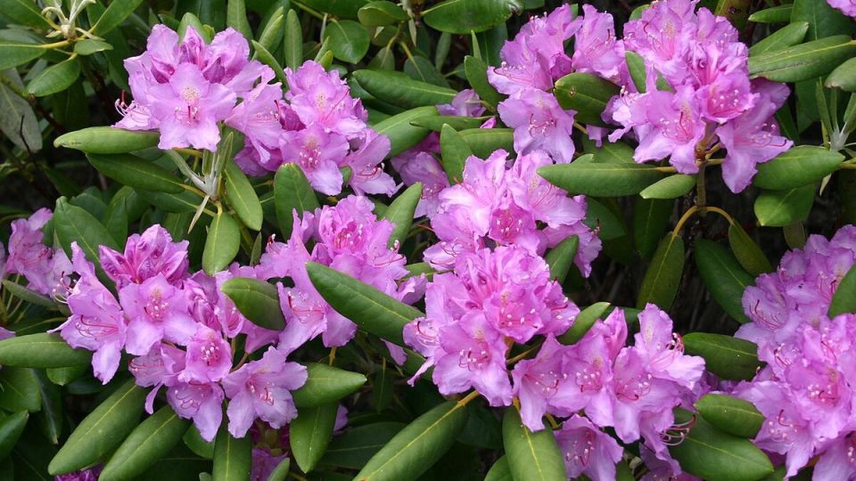 Рододендрон: как яркие цветы меняют ландшафт вашего сада