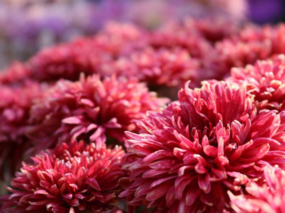 ������������ ������ �������� ��������� ��������: �������������� �����