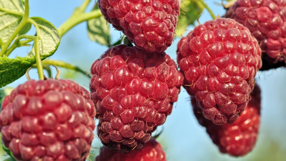 Малина вымахает на зависть соседям: запомните эти 3 лучших сорта