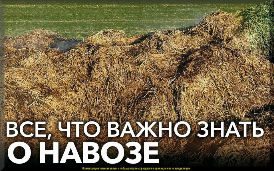 Навоз в огороде: незаслуженная слава или истинное благо?