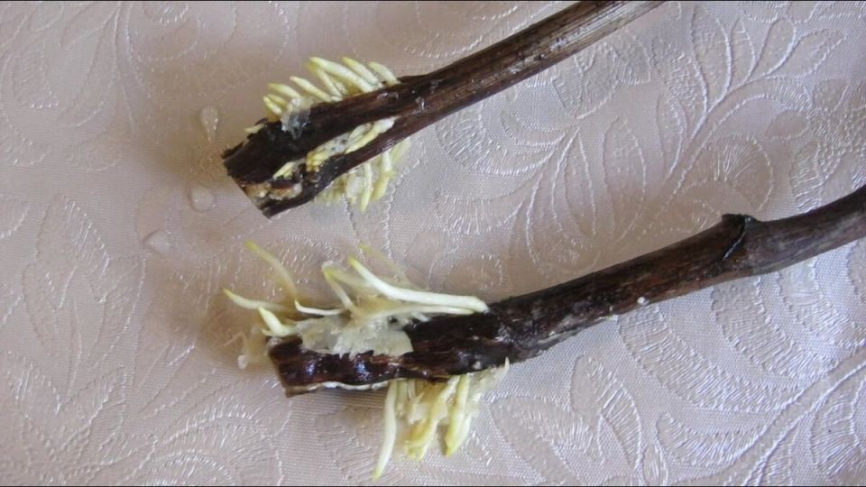 ������������ ������ ���������� ��������: ��� ��� � ������ ����� ������ ���� ��������