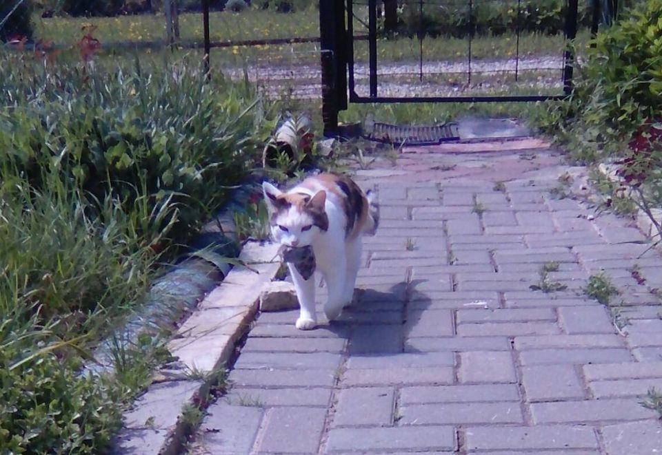 ����� ����� ���������� ������������ ���������� � �����