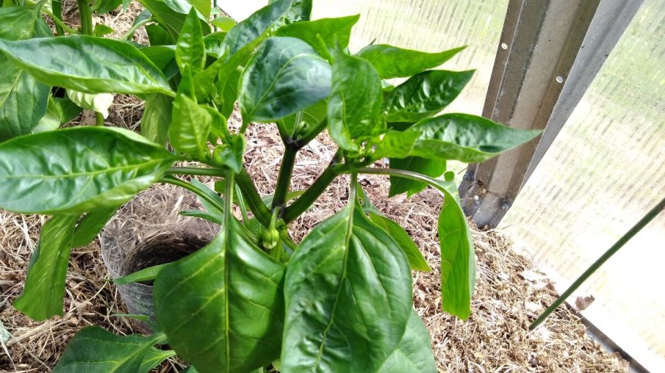 ��� �� ���������� ������ �����: ������� ������������ ������� ��� ������