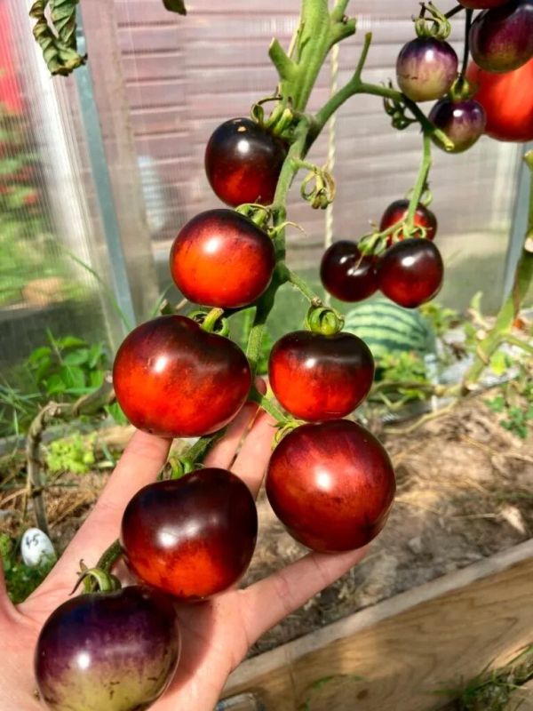 ����� ������: ����� ����� � ���� ��������� ������