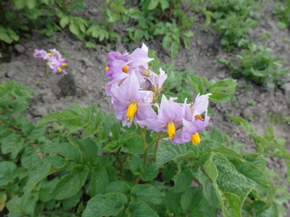 ��� �������� ��������� ��� �������� ������