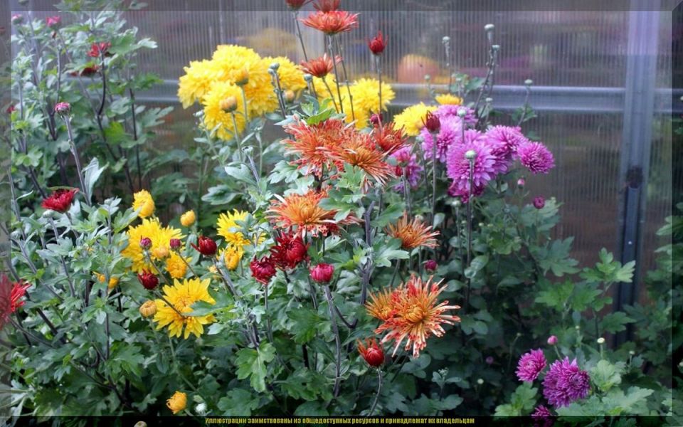 ����� ������� �������� ��������� ���������: ������� ������ ��� ���������