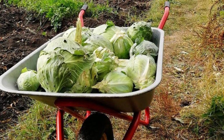 Квашеная капуста: секреты здоровья, которые стоит знать каждому