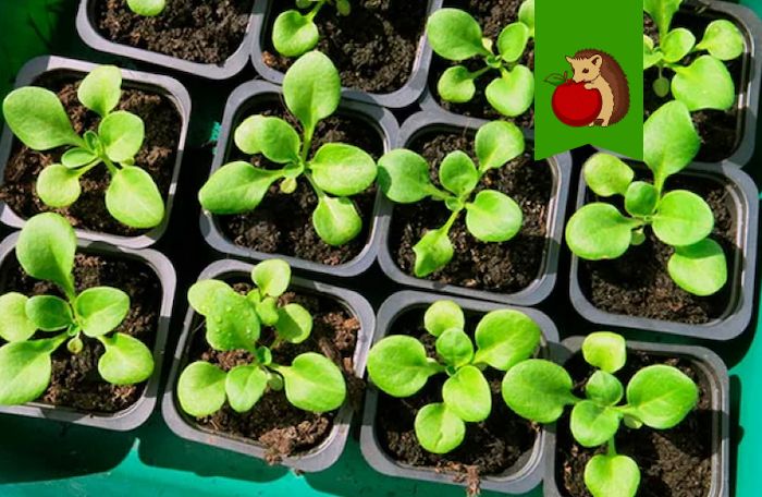 ������ ��� ������ �������: ��� �������� ������� � ��������