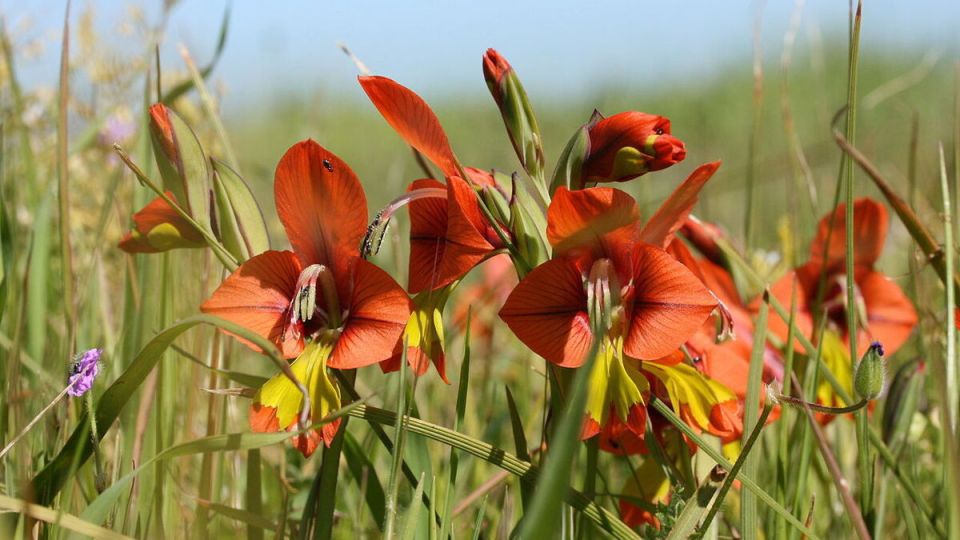 Необычное партнерство: чеснок и гладиолусы в саду