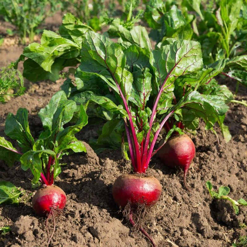 Почему июль — ключевой месяц для получения сладкой свеклы?