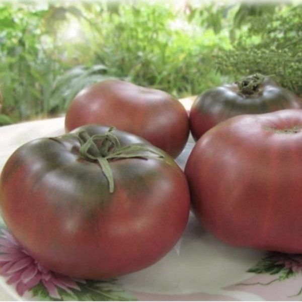 ����� ���� ������ ����: ������������ ����� � ������� �����-�������� �����