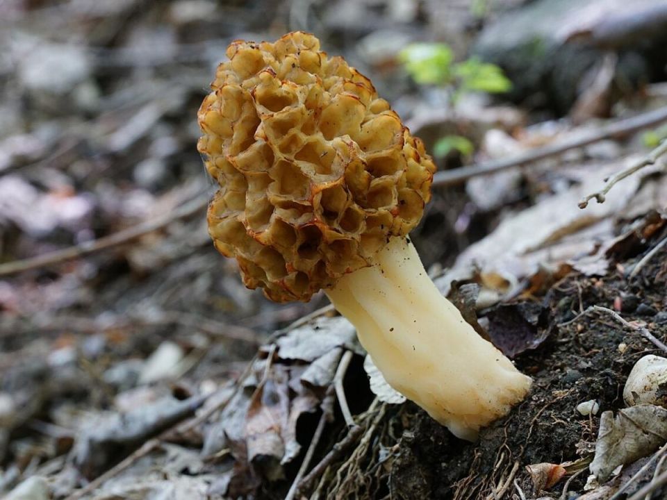 Весенние сморчки: первые созревания радости в лесу