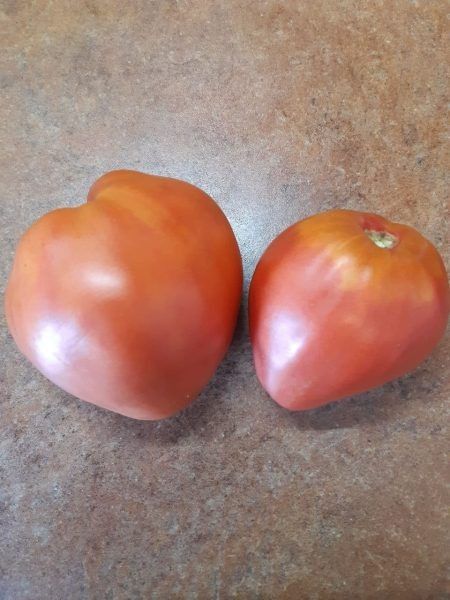 ����� ������� 40: ������ ���� � ����������� ����������� � ������