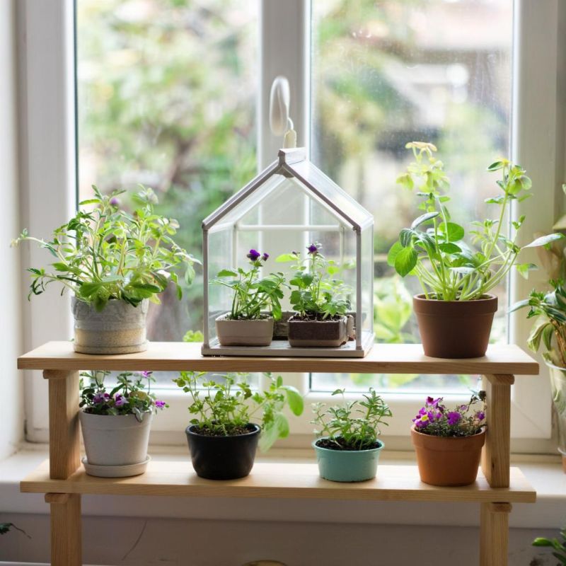 Коррекция рассадной привычки: мини-парник на подоконнике как тихая уверенность садовода