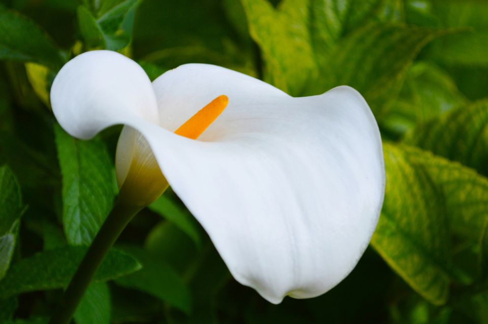 Очарование калл: как выращивать эти экзотические цветы у себя на участке