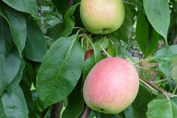 Яблоня Аркадик: секреты успеха и советы по уходу