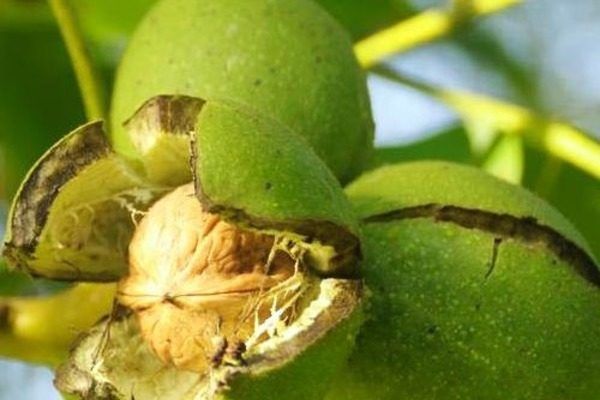 Почему грецкий орех Астаховский стал выбором садоводов