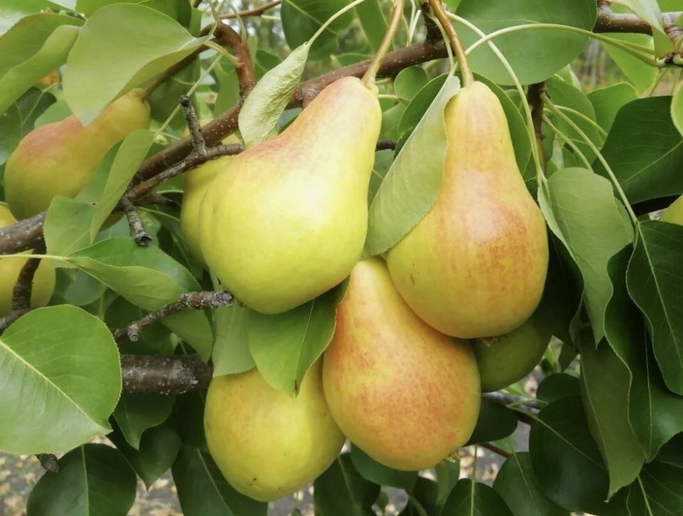 Как калий помогает грушам созреть быстрее: простые секреты успешного роста