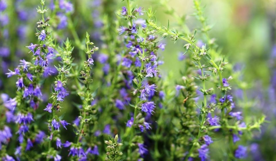 �����: ������� ��������, �������������� � ���