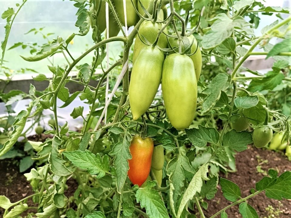 ��� ������ ������ �� ��������� ���������� � ����