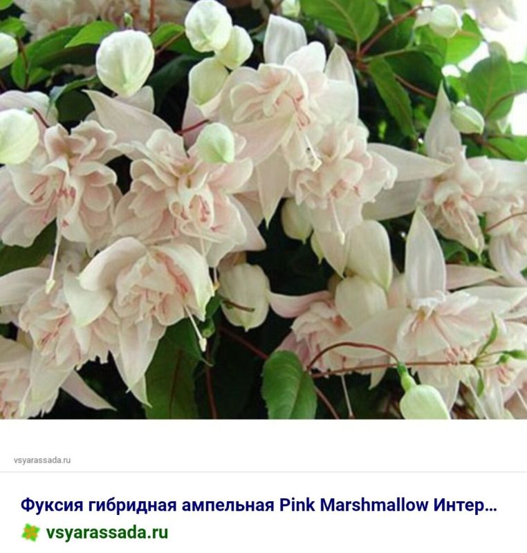 ��� ������� ��������� ������ ��� ������ ����