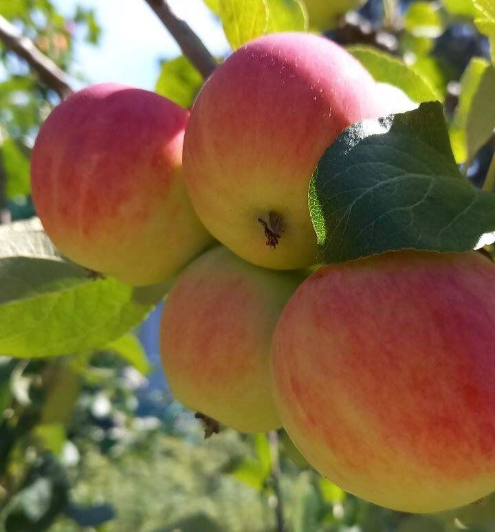 ��� ������, ���� �������� ����� ������ ��������� ��������