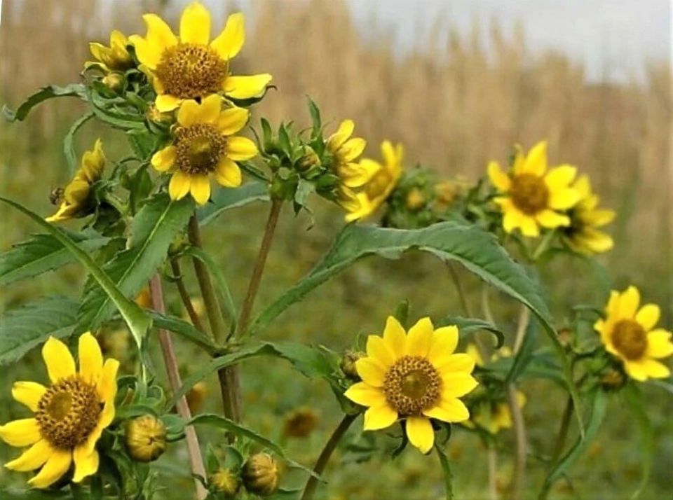 ��������� ������������� ��������, ������� ������ �� ������