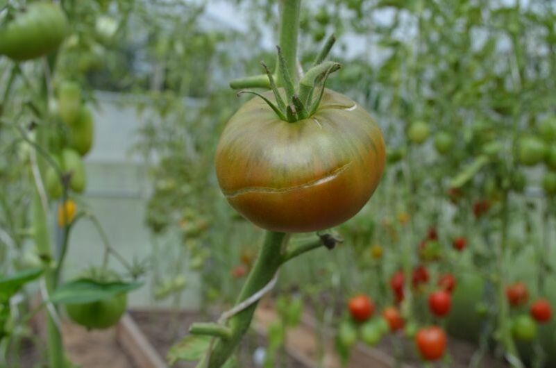 ��� ������������� ����� ���������: ������� ��������� ������