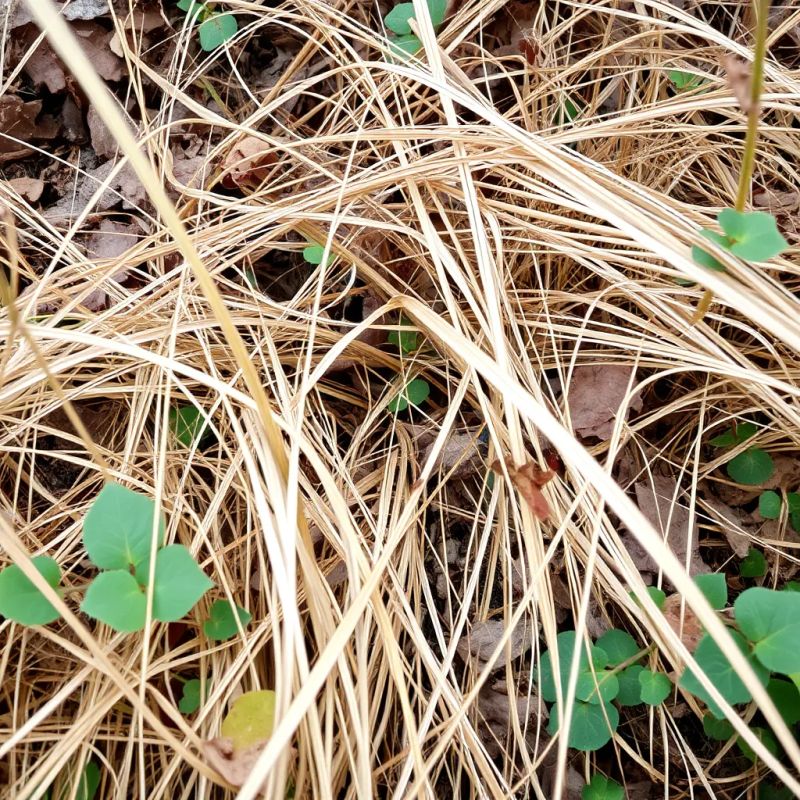 ���������� �������: ��� ������� ������ ����� ����������� � �����������